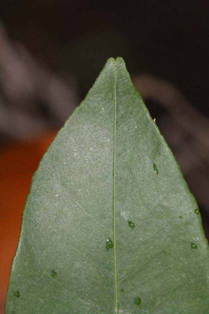              Margin (Riverside, CA)       